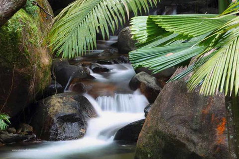 Daintree Secrets (Award Winning Retreat) - Your Accommodation 1