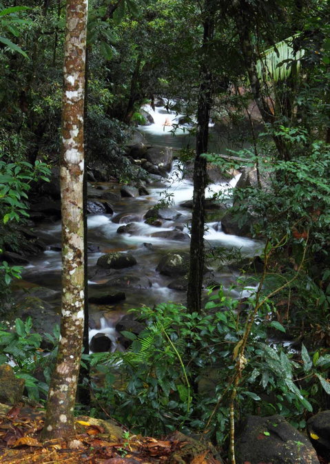 Daintree Secrets (Award Winning Retreat) - Your Accommodation 2