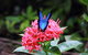 Daintree Secrets (Award Winning Retreat) - thumb 5