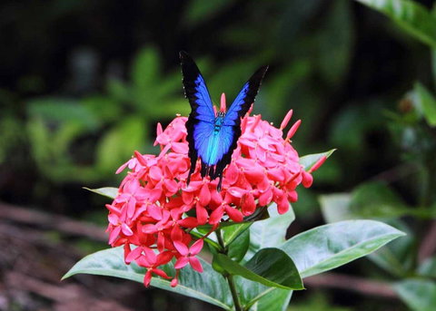 Daintree Secrets (Award Winning Retreat) - Your Accommodation 5