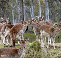 Lake Leake Chalet - Your Accommodation