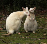 Captain Cook Holiday Park - Your Accommodation