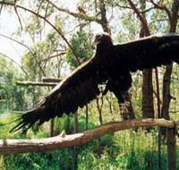 Curlew Hill Sanctuary