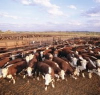 Bond Springs Outback Retreat - Your Accommodation