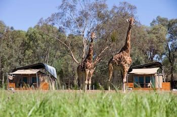 Zoofari Lodge, Taronga Western Plains Zoo - Your Accommodation 13