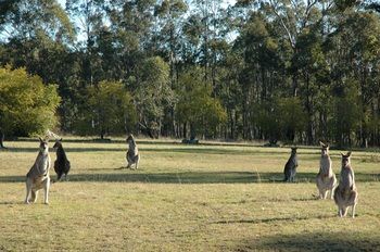 Hunter Hideaway Cottages - Your Accommodation 10