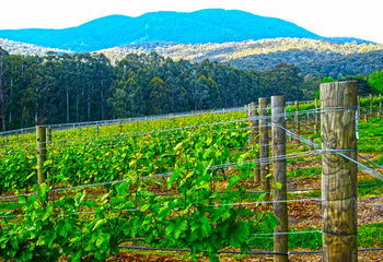 Valley Farm Vineyard Cottages - Your Accommodation 10