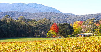 Valley Farm Vineyard Cottages - Your Accommodation 11