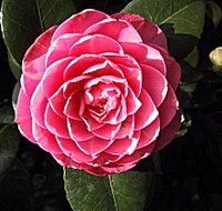 Cloverlea Gardens Bed and Breakfast - Your Accommodation