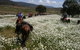 Reynella Kosciusko Rides Homestead - thumb 7
