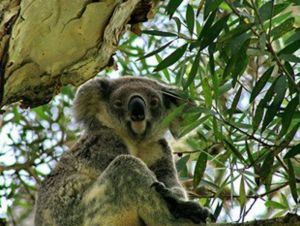 Flynns Beach Caravan Park - Your Accommodation 4