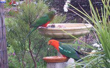 Valley View Motel Murrurundi - Murrurundi - Your Accommodation 4
