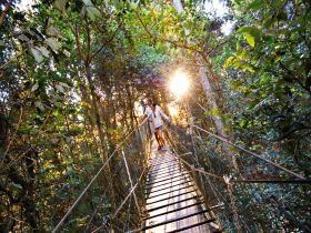 O'Reilly's Rainforest Retreat - Your Accommodation 0