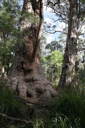 Valley Of The Giants Cottage - Your Accommodation 0