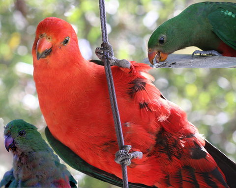 Goldsmith's In The Forest - Your Accommodation 2