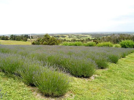 Serendipity Lavender Farm - Your Accommodation 1
