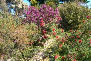 Black Cockatoo Cottages - Your Accommodation 1