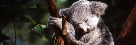 Koala and River Cruise by Mirimar Cruises - Your Accommodation