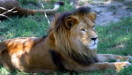Mogo Zoo - Your Accommodation 1