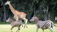 Mogo Zoo - Your Accommodation 2