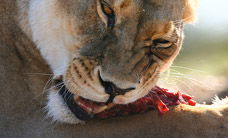 Werribee Open Range Zoo - Your Accommodation 2