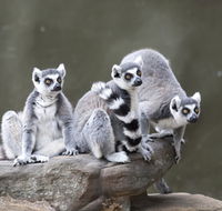 Adelaide Zoo - Your Accommodation