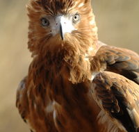 Alice Springs Desert Park - Your Accommodation