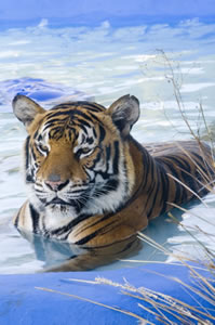 The South East TAS Your Accommodation