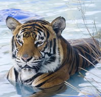 Zoo Doo Wildlife Park - Your Accommodation