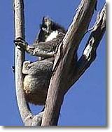 OZe Wildlife - Your Accommodation 2