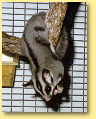 OZe Wildlife - Your Accommodation 3