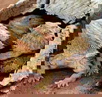 Alice Springs Reptile Centre - Your Accommodation