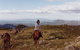High Country Horses - thumb 0