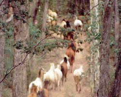 High Country Horses - Your Accommodation 2