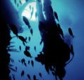 Scuba World