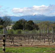 Buller View Wines - Your Accommodation