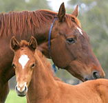Blue Gum Farm - Your Accommodation