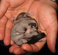 Cool Companions - Your Accommodation