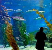 Melbourne Aquarium - Your Accommodation