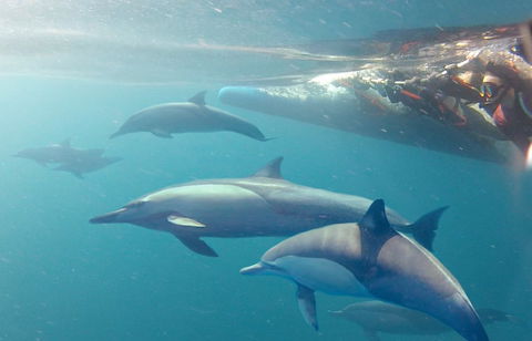 Dolphin Swim Australia - Your Accommodation 5