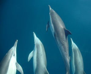 Dolphin Swim Australia - Your Accommodation 6