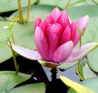The Lotus Day Spa and Retreat - Your Accommodation