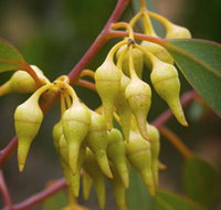 Mount Short Scenic Drive - Your Accommodation