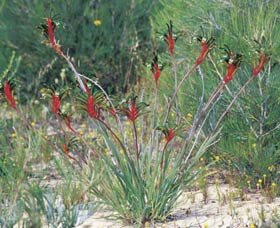 Kalbarri Wildflower Centre - Your Accommodation 0