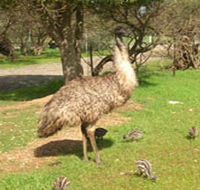 Minlaton Fauna Park - Your Accommodation