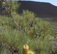 Lesueur Walk Trail Mount Lesueur - Your Accommodation