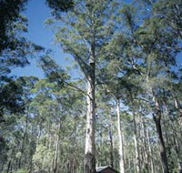 Diamond Tree Lookout Manjimup - Your Accommodation