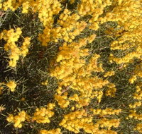 Dalwallinu Remnant Bushland - Your Accommodation