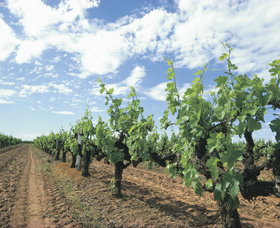 Blackwood Meadery - Your Accommodation 0