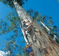 Dave Evans Bicentennial Tree - Your Accommodation